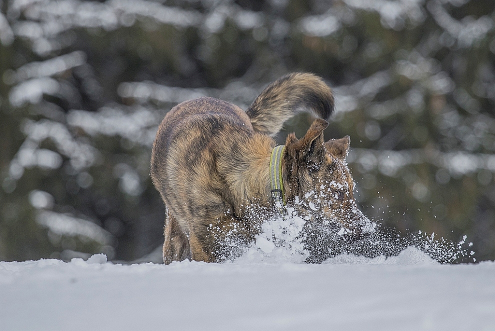 Schnee macht Spass