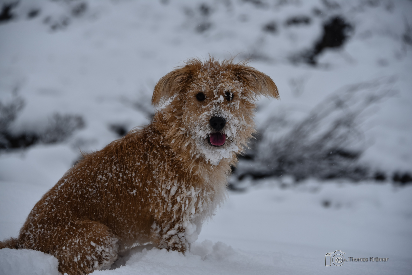 Schnee macht Spaß D75_0401