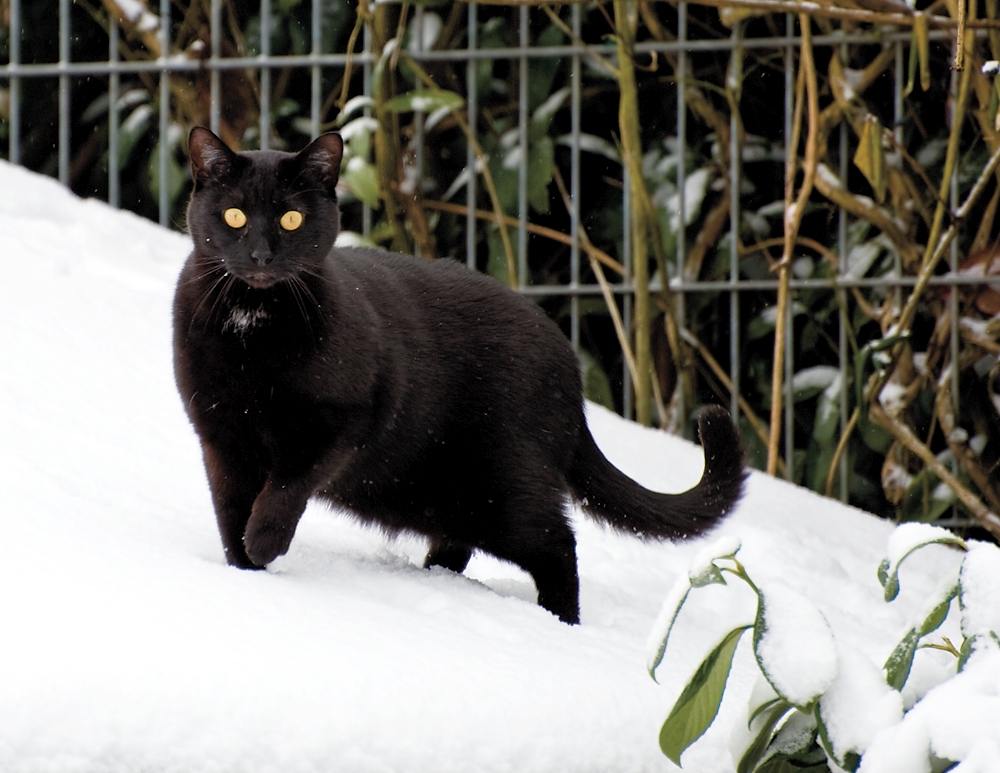 Schnee mag er nicht so sehr