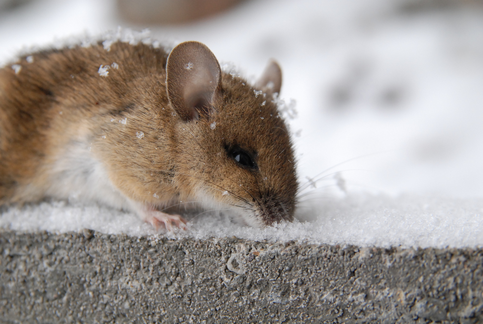 Schnee Maus Foto Bild Tiere Wildlife Saugetiere Bilder Auf Fotocommunity
