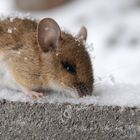 Schnee-Maus