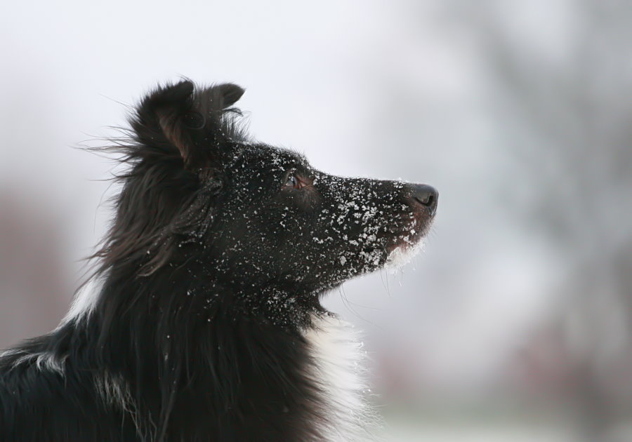 Schnee-Merle