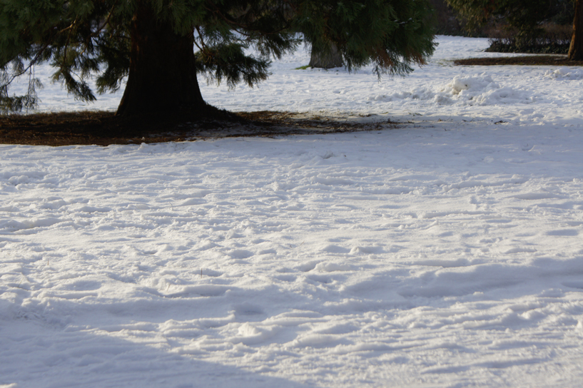 Schnee mit Baum