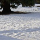 Schnee mit Baum