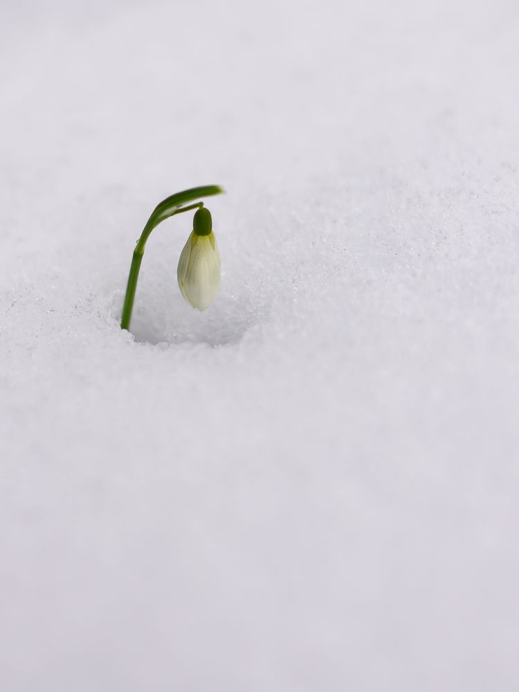 Schnee, mit Glöckchen