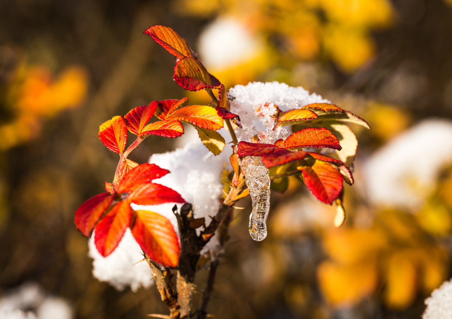 Schnee mit Herbstfarben