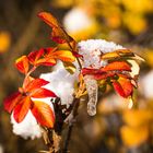 Schnee mit Herbstfarben