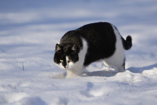 Schnee mit Katze