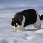 Schnee mit Katze