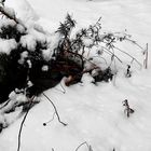 Schnee mit Lavendel und Katzenpfötchenspuren