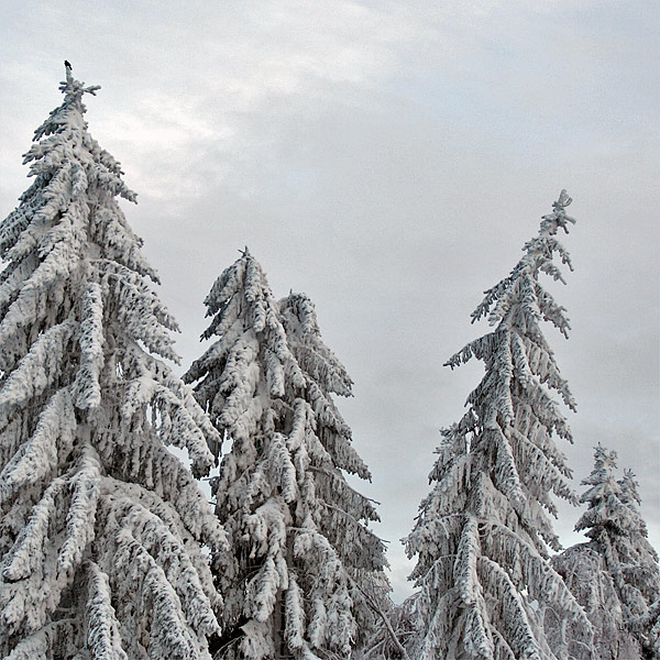 Schnee mit Vogel