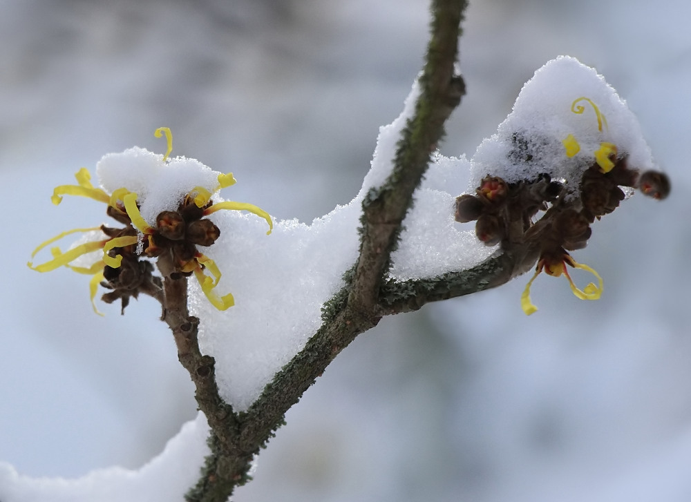 Schnee-Mittwochsblümchen!