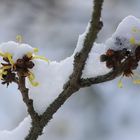 Schnee-Mittwochsblümchen!