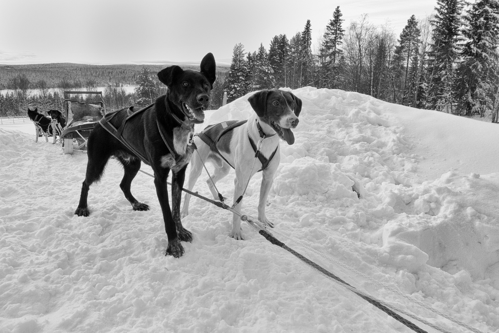 schnee-mobil