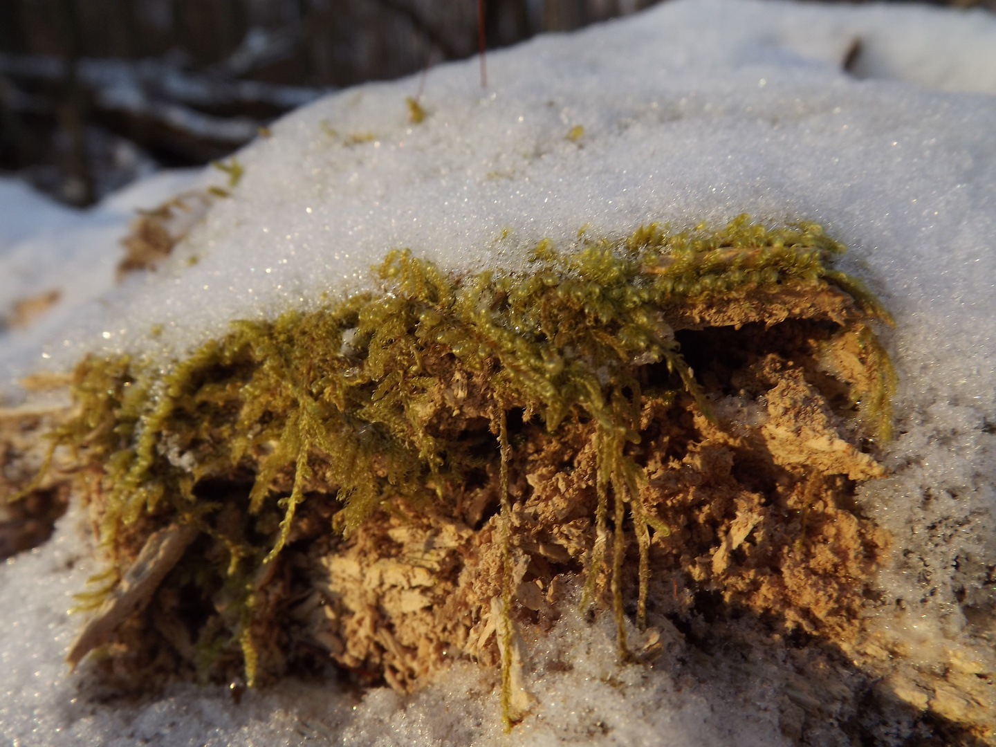 Schnee, Moos und Holz