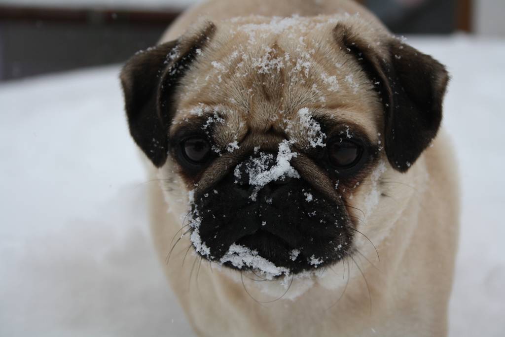 Schnee-Mops