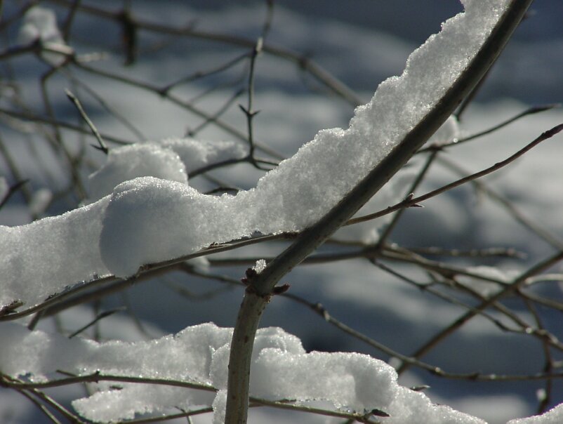 Schnee nah, dick und doch zart