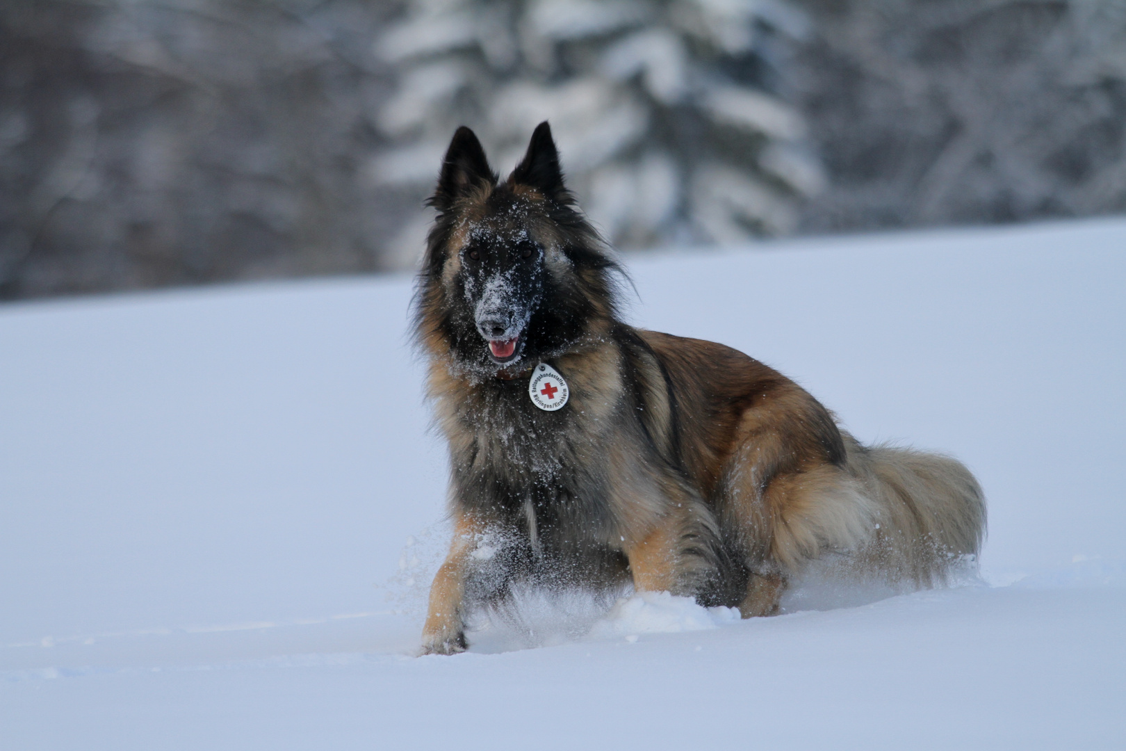 Schnee-Nase