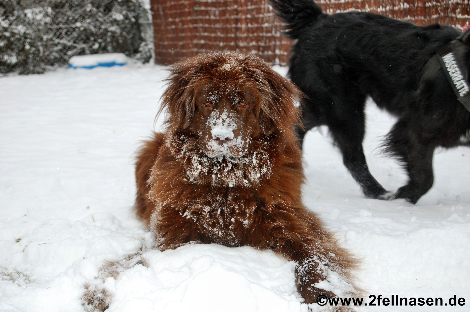 Schnee-Nase mit Explodierter Frisur