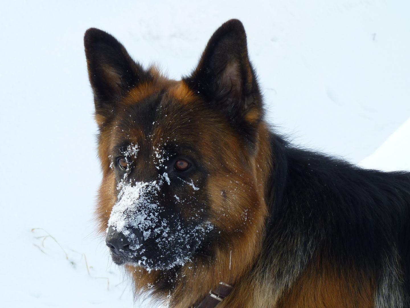 Schnee-Nase - Wintertraum *