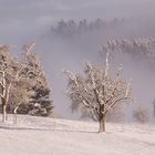 Schnee & Nebel