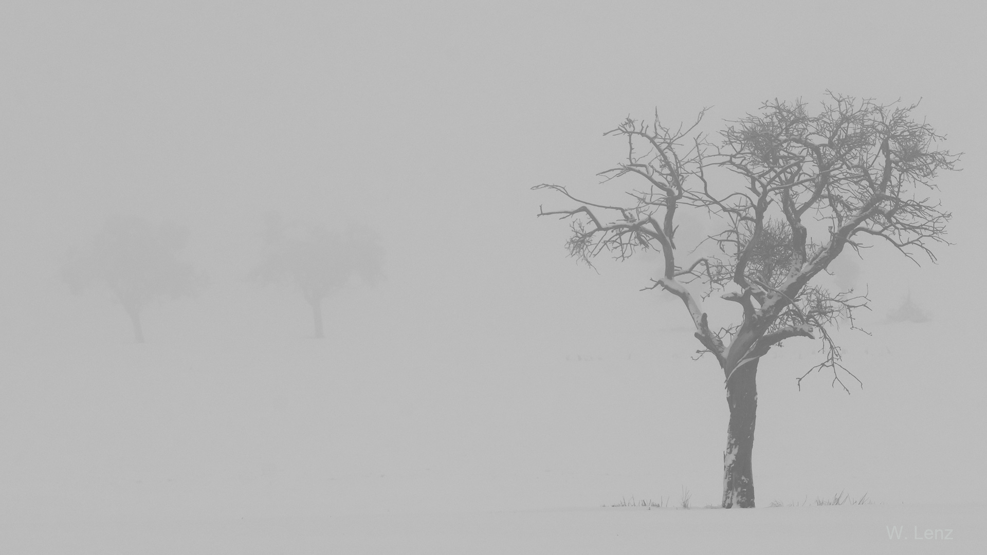 Schnee, Nebel, Bäume