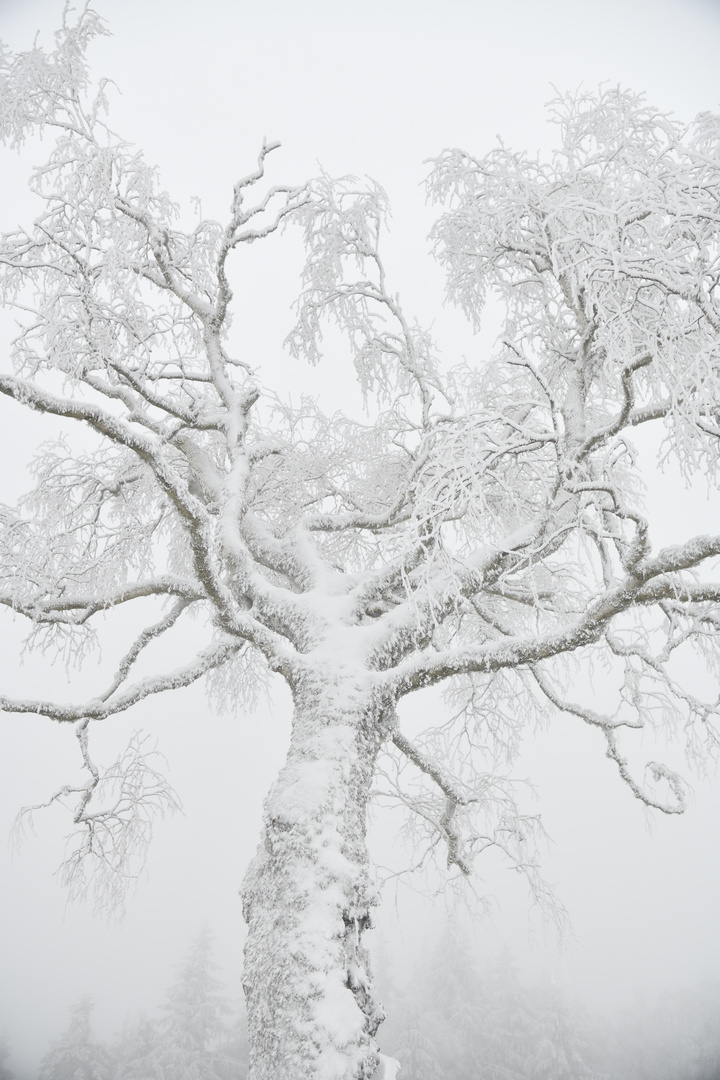 Schnee-Nebel-Baum