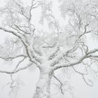 Schnee-Nebel-Baum