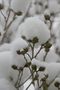 Schnee oder Baumwolle? von zimbo1509 