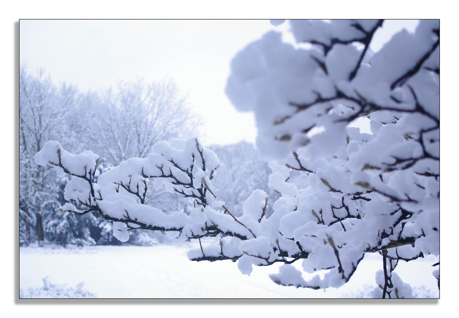 Schnee oder doch Baumwolle ?