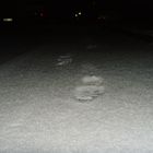 Schnee. oder footprints in snow