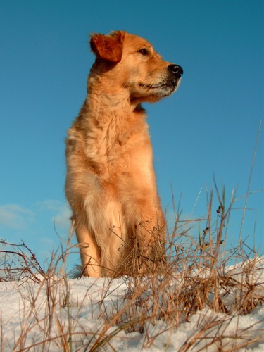 Schnee oder Strand?