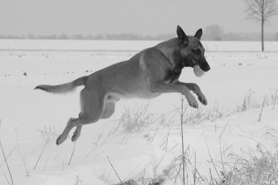 Schnee-(P)flug...