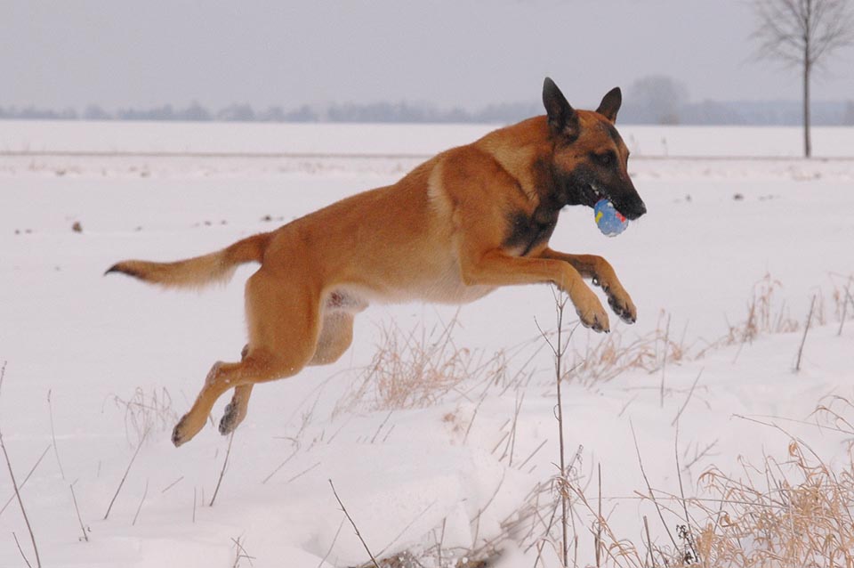 Schnee-(P)flug in...