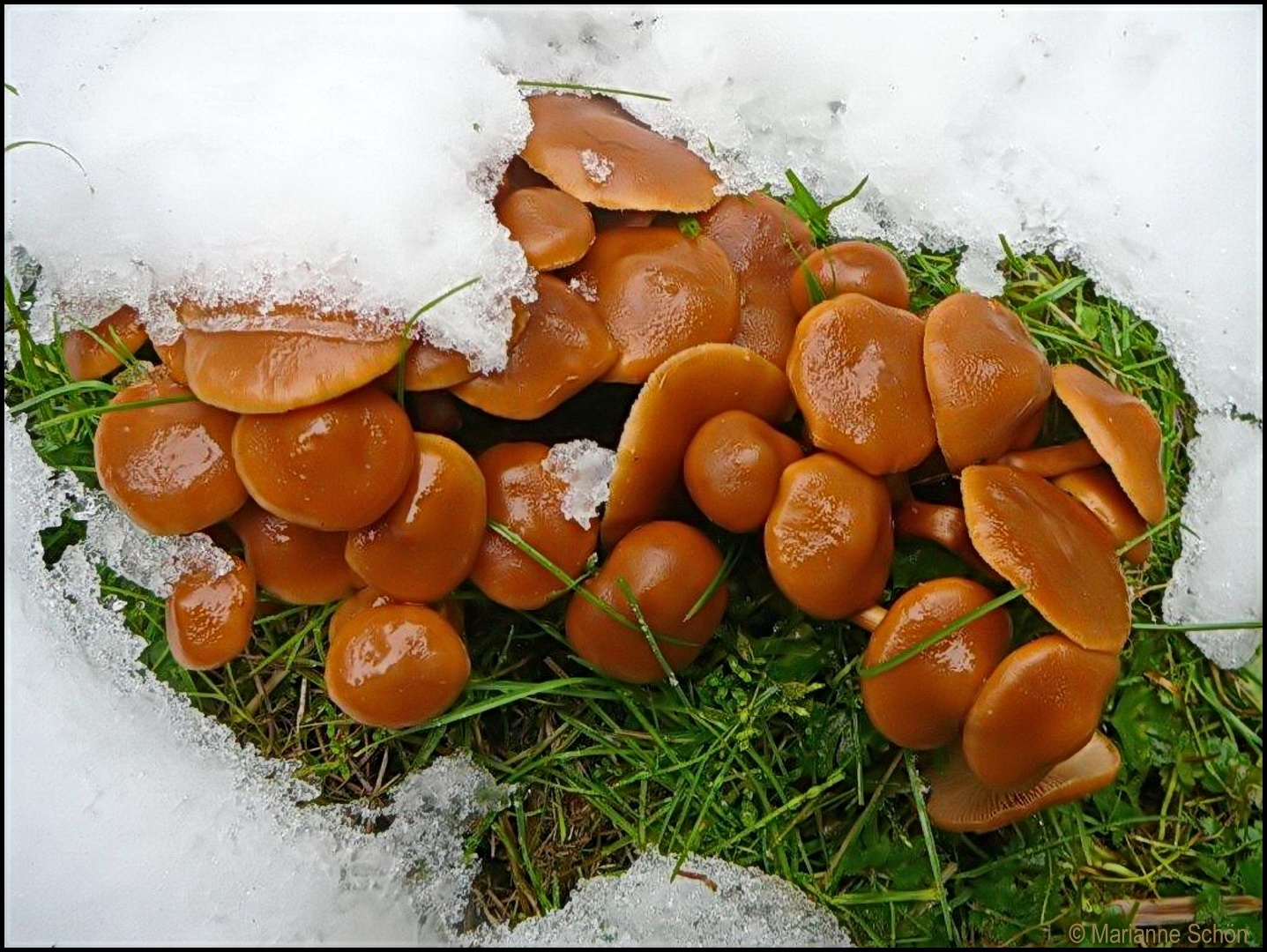 Schnee-Pilze...