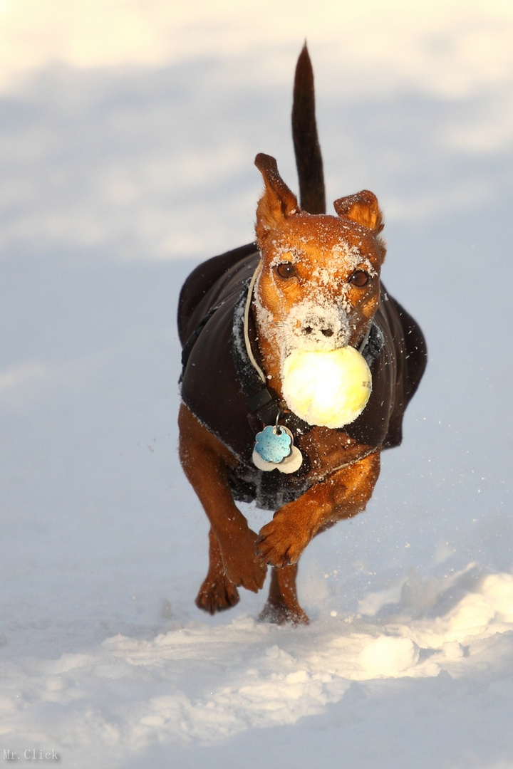 Schnee-Pinscher