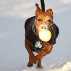 Schnee-Pinscher