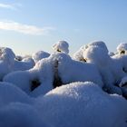 Schnee-Rhododendron