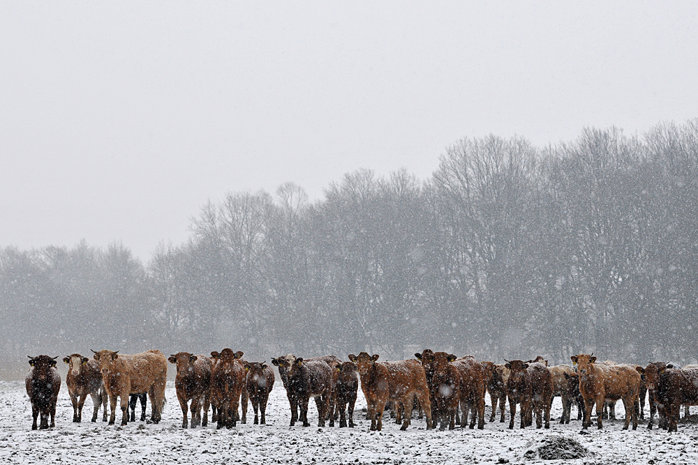 Schnee - Rinder an der Sude