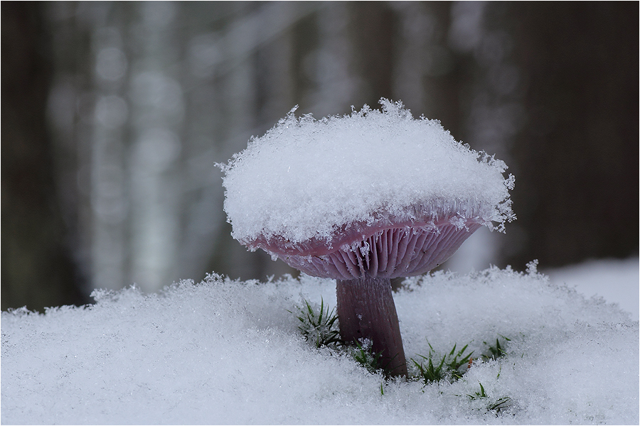 Schnee-Ritterling