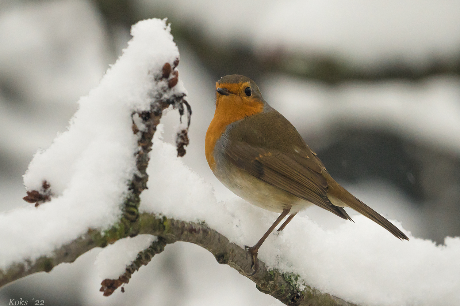Schnee-Robin