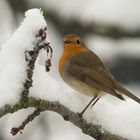 Schnee-Robin