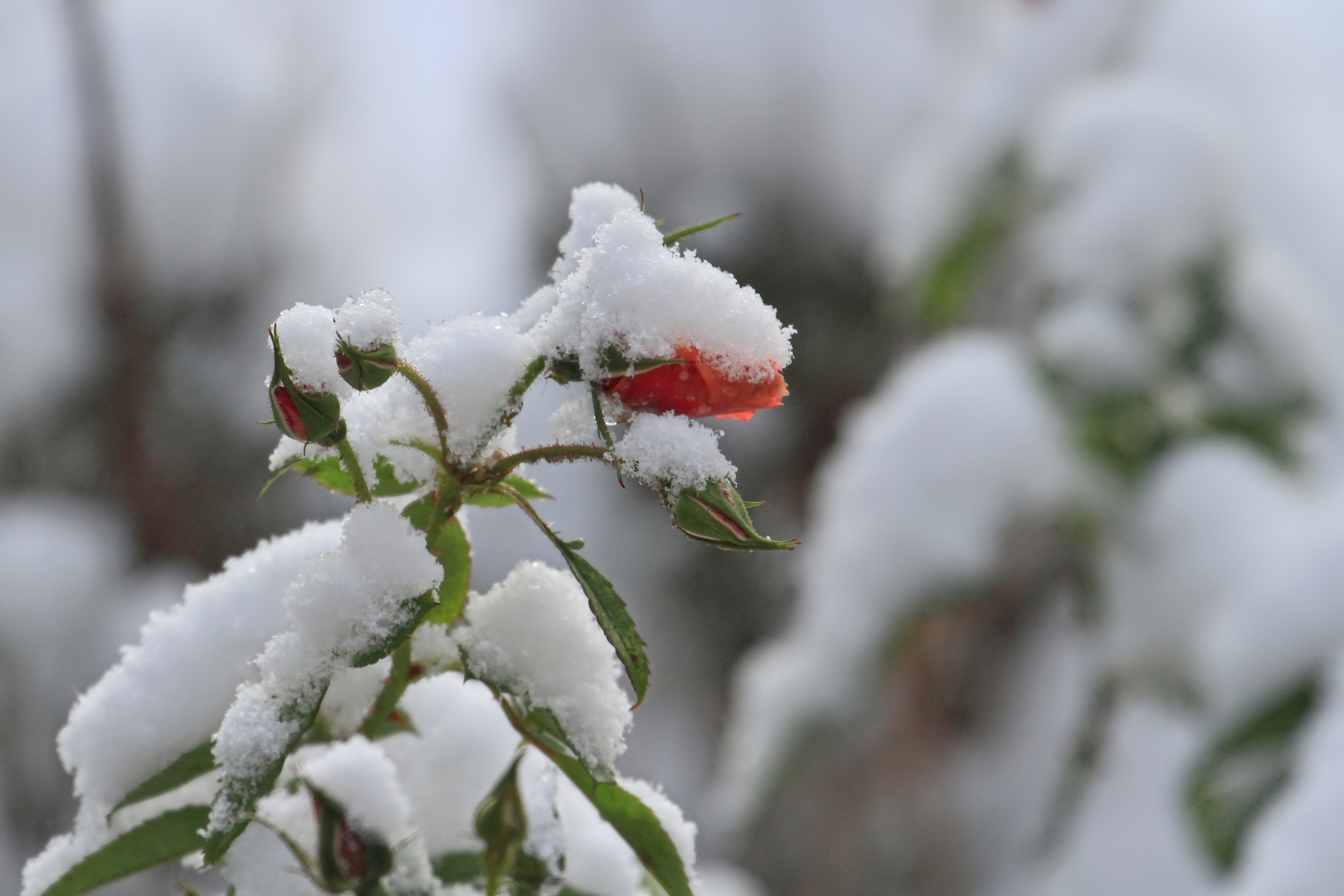 Schnee - Röschen