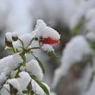 Schnee - Röschen