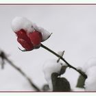 Schnee-Rose