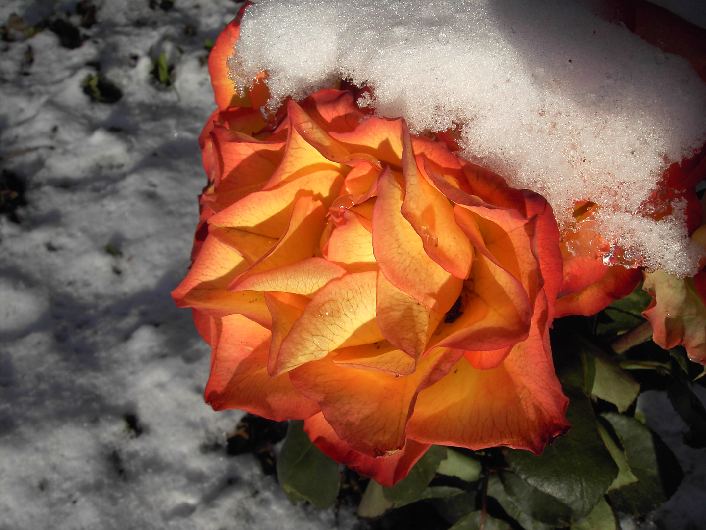 Schnee Rose