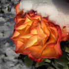 Schnee Rose