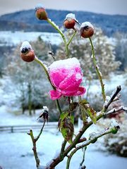 "Schnee Rose"