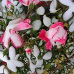 Schnee - Rose
