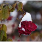 "Schnee - Rose"